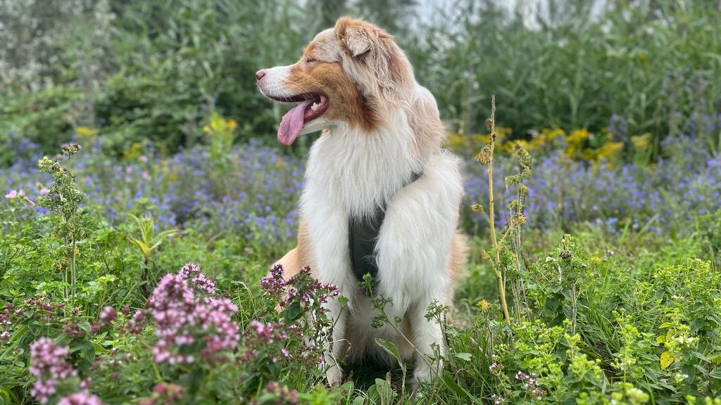 Senna the Australian Shepherd on a hike